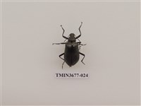 藏品(偽步行蟲)的圖片